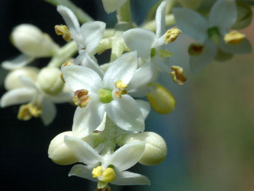 油橄榄花