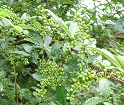 花椒（Chinese Pepper）