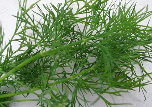 莳萝（Dill）