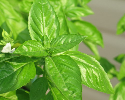 紫苏（Basil） 