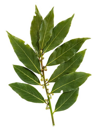 月桂叶（Bay Leaves）