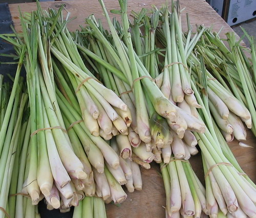 香茅（Lemon Grass）