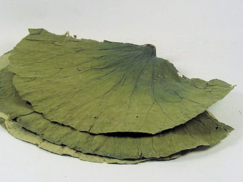 荷叶（Lotus Leaves）