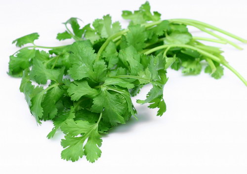 香菜（Coriander）