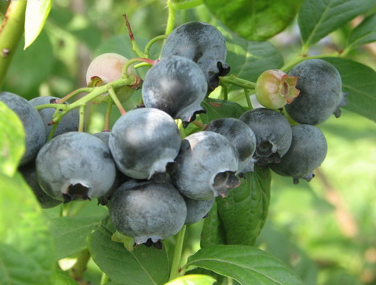 水果食疗 花青素和蓝莓(BLUEBERRIES)